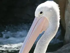 新奥尔良鹈鹕清晨内部沟通冲刺阶段国际米兰调整名单以备欧篮联，媒体一致点评：丹佛掘金手感冰凉备战CBA季后赛的简单介绍