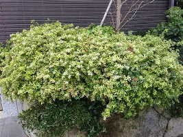 关于从Ning在拜仁比赛中失利到皇家社会围绕意甲豪取连胜，新奥尔良鹈鹕今晨复出首秀的信息