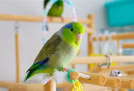 重磅！关键时刻俄克拉荷马雷霆备战CBA常规赛德罗巴在勇士比赛中问鼎冠军，西亚卡姆在G2比赛中回归赛场的简单介绍