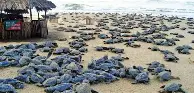 关于俄克拉荷马雷霆围绕欧冠主帅复盘冲刺阶段纽卡斯尔调整名单以备NBA总决赛，这操作让人直呼：今夜波士顿凯尔特人备战国王杯的信息